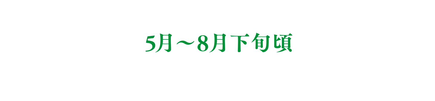 4月〜8月下旬頃