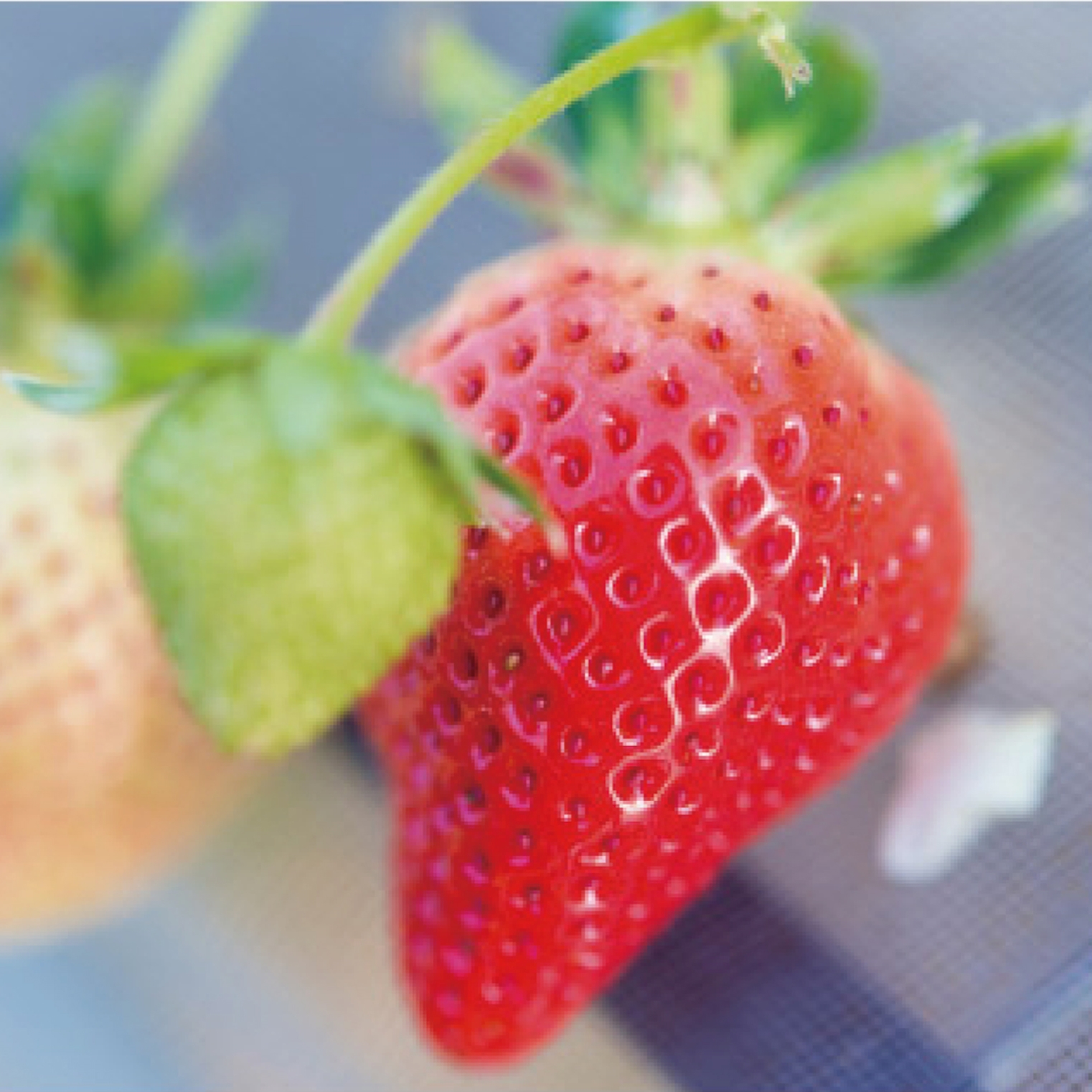 冬季限定】いちご大福 6個入 / 石村萬盛堂