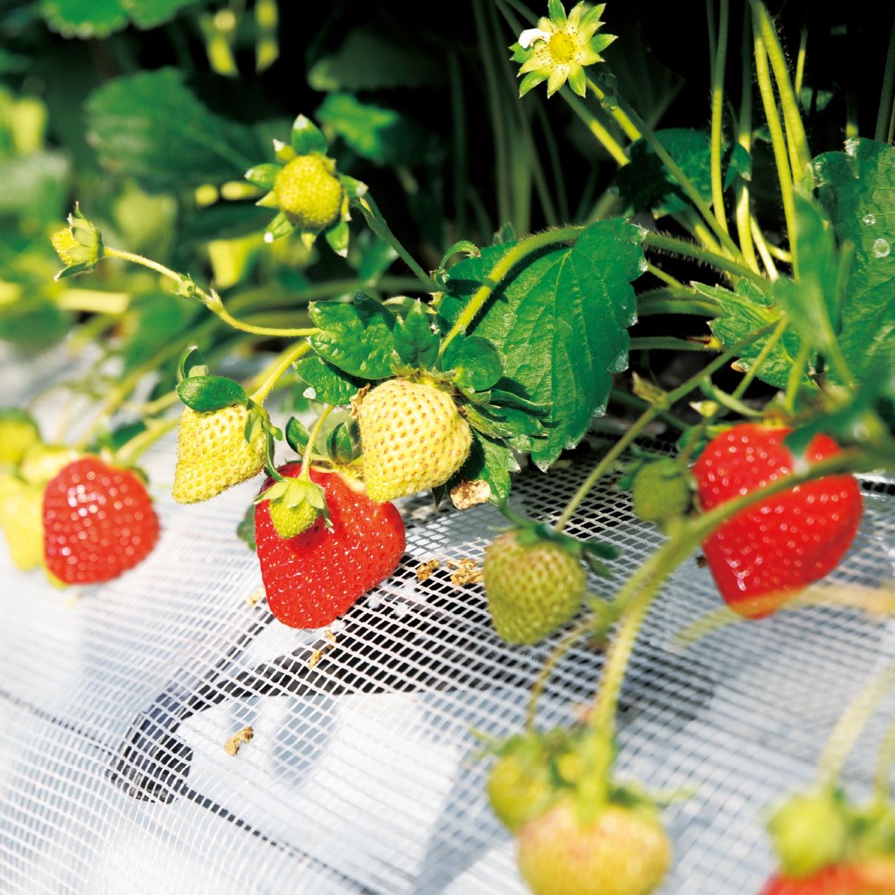 冬季限定】いちご大福 6個入 / 石村萬盛堂