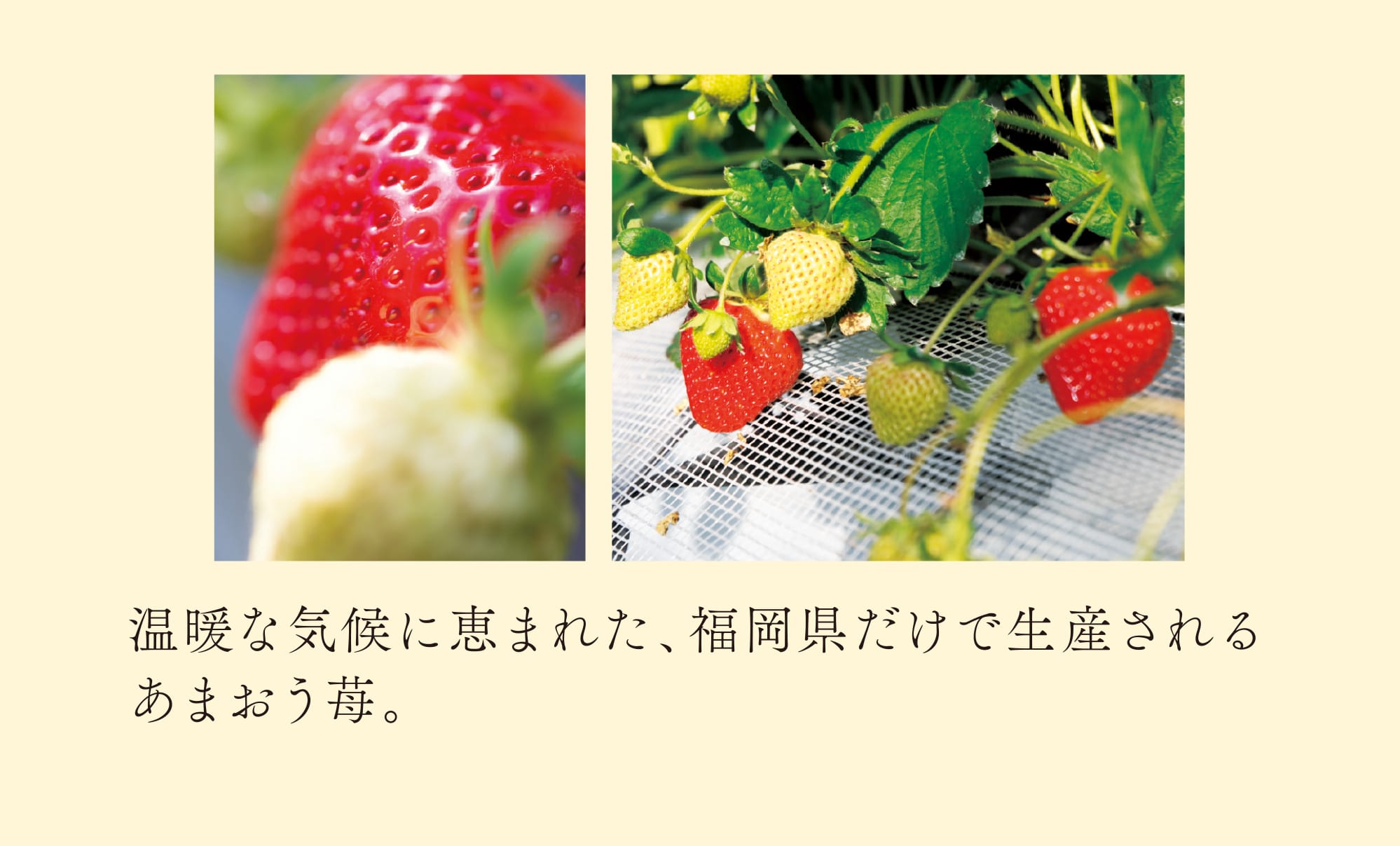 温暖な気候に恵まれた、福岡県だけで生産されるあまおう苺。